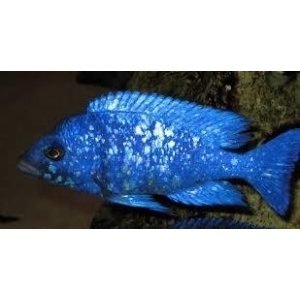 Placidochromis Phenochilus Lupingu